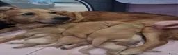 Golden Retriever dogs for sale: 2 Golden Retriever Boys available  - Advert 1