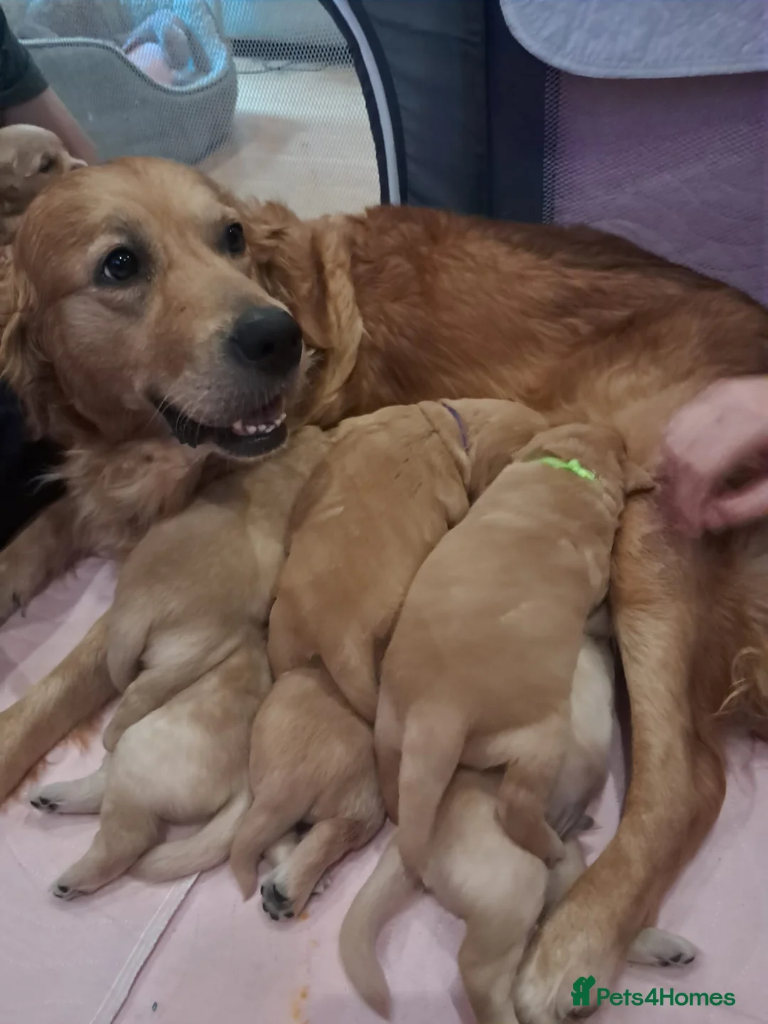 Golden Retriever dogs for sale: 2 Golden Retriever Boys available  - Advert 1