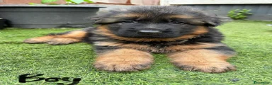 German Shepherd 1