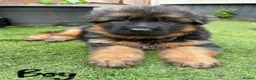 German Shepherd dogs for sale: 💥Champion🩸line KC Reg GermanShepherd puppy’s GSD - Advert 3