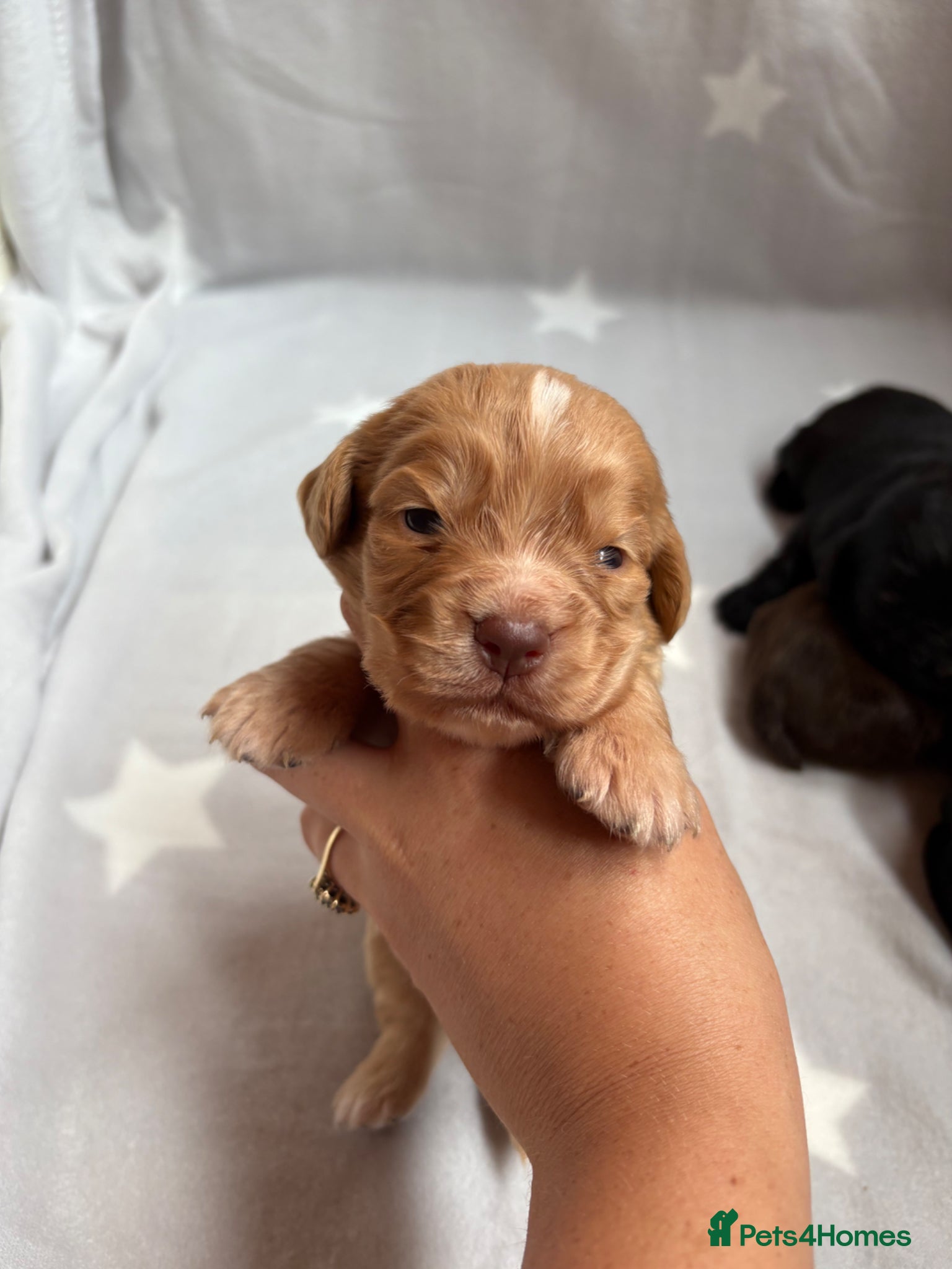 Cocker Spaniel dogs Stunning Working Cocker spaniels  - Advert 17