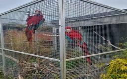 Macaws birds for sale: Proven breeding pair of Greenwing Macaws - Image 2