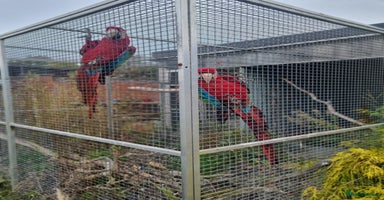Macaws birds - Advert 3