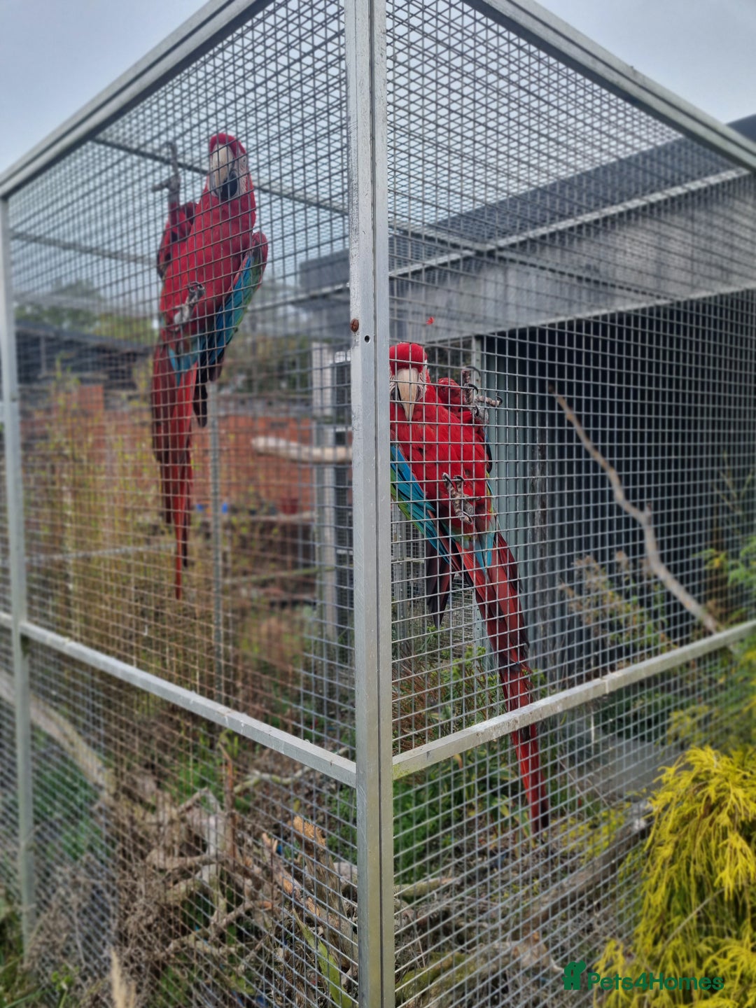 Macaws birds for sale: Proven breeding pair of Greenwing Macaws - Image 2