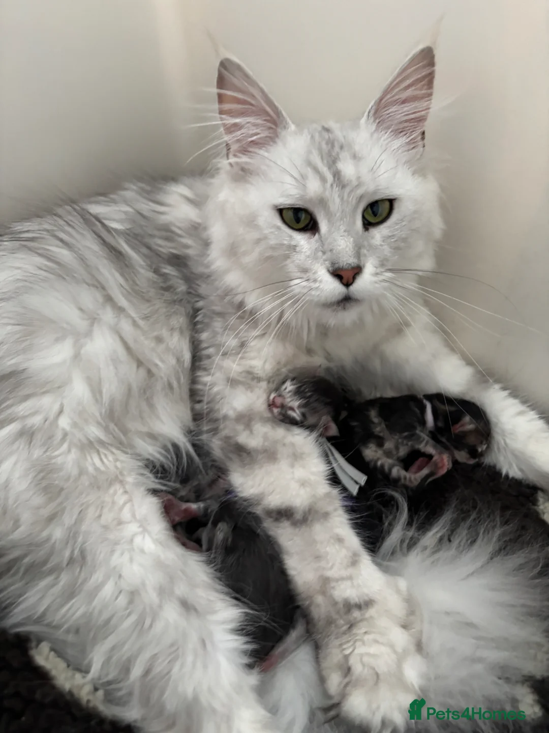 Maine Coon cats for sale: Stunning tica registered Maine coon kittens  - Advert 13