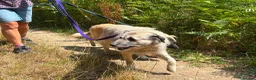 Mixed Breed dogs for adoption: Letty - Norwich Norfolk  - Advert 18