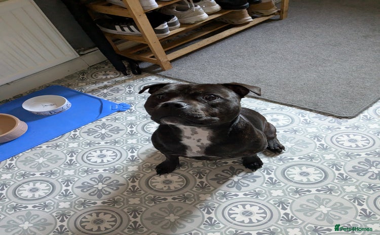 Staffordshire Bull Terrier dogs - Advert 1