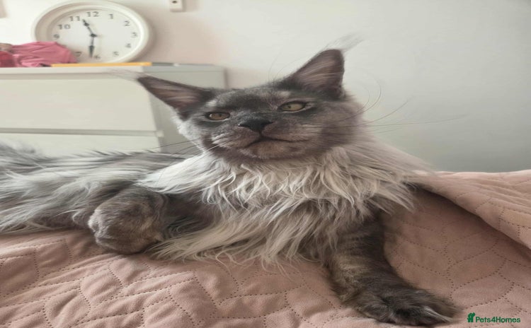 Maine Coon cats - Advert 1