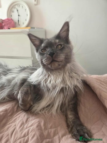 Maine Coon cats - Advert 1