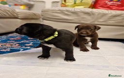 Mixed Breed dogs for sale: Dalmatian shepherd  - Image 2