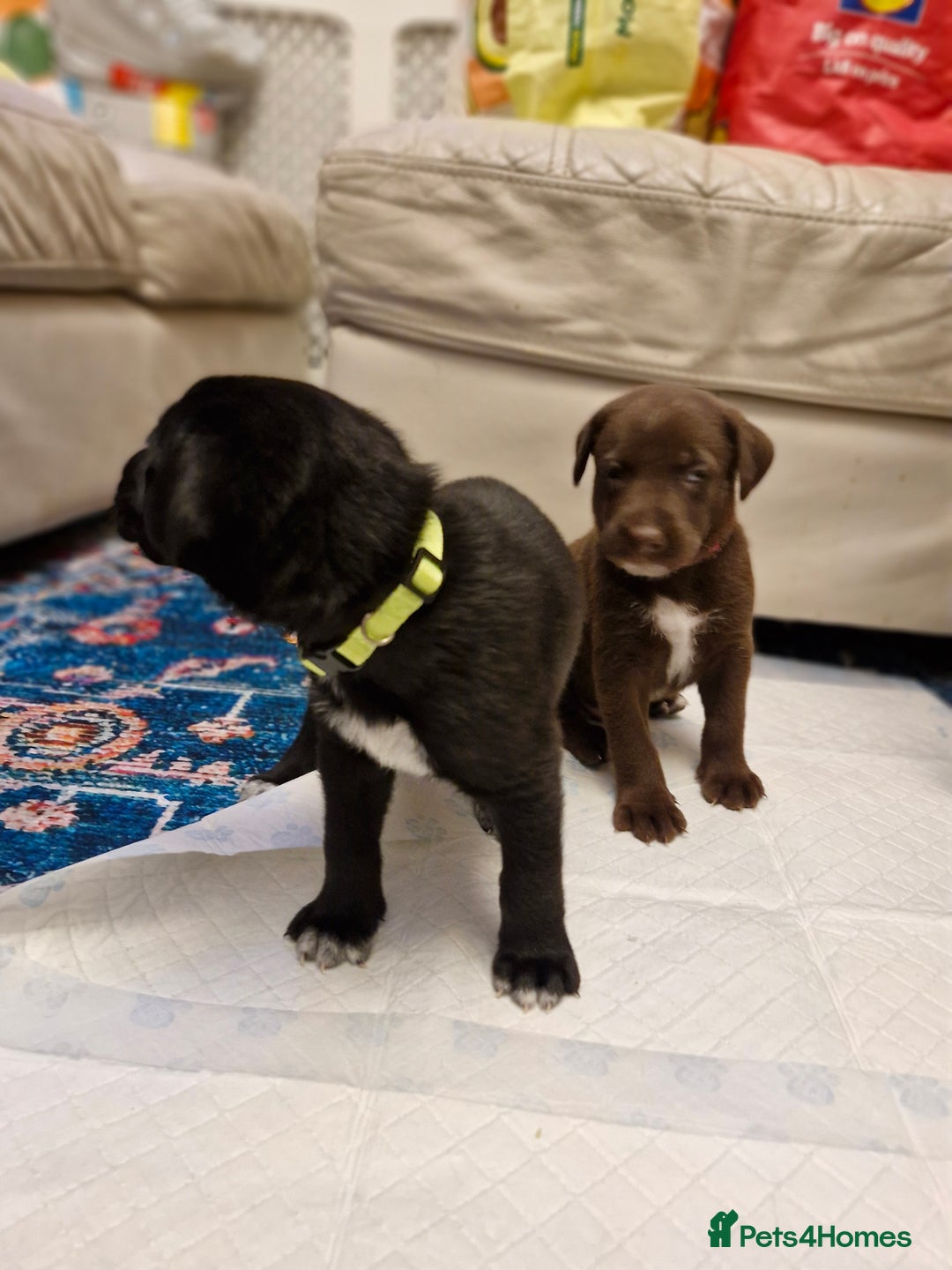 Mixed Breed dogs for sale: Dalmatian shepherd  - Image 2