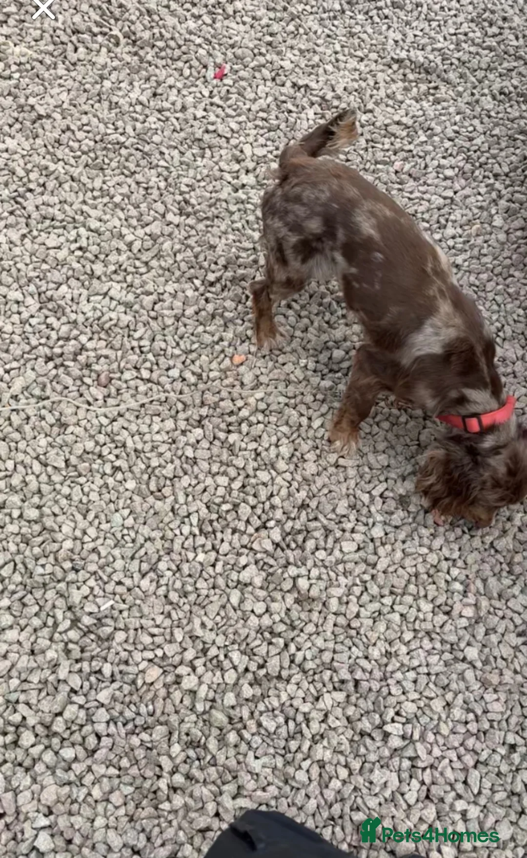 Cocker Spaniel dogs for sale: Merle cocka spaniels  - Advert 2