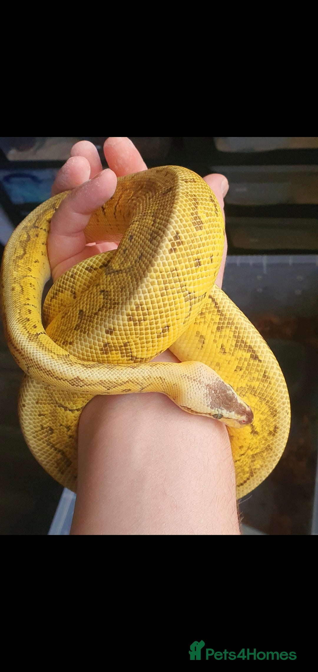 Python Snake reptiles for sale: Ball pythons adult males ,banana, lemon blast - Advert 5