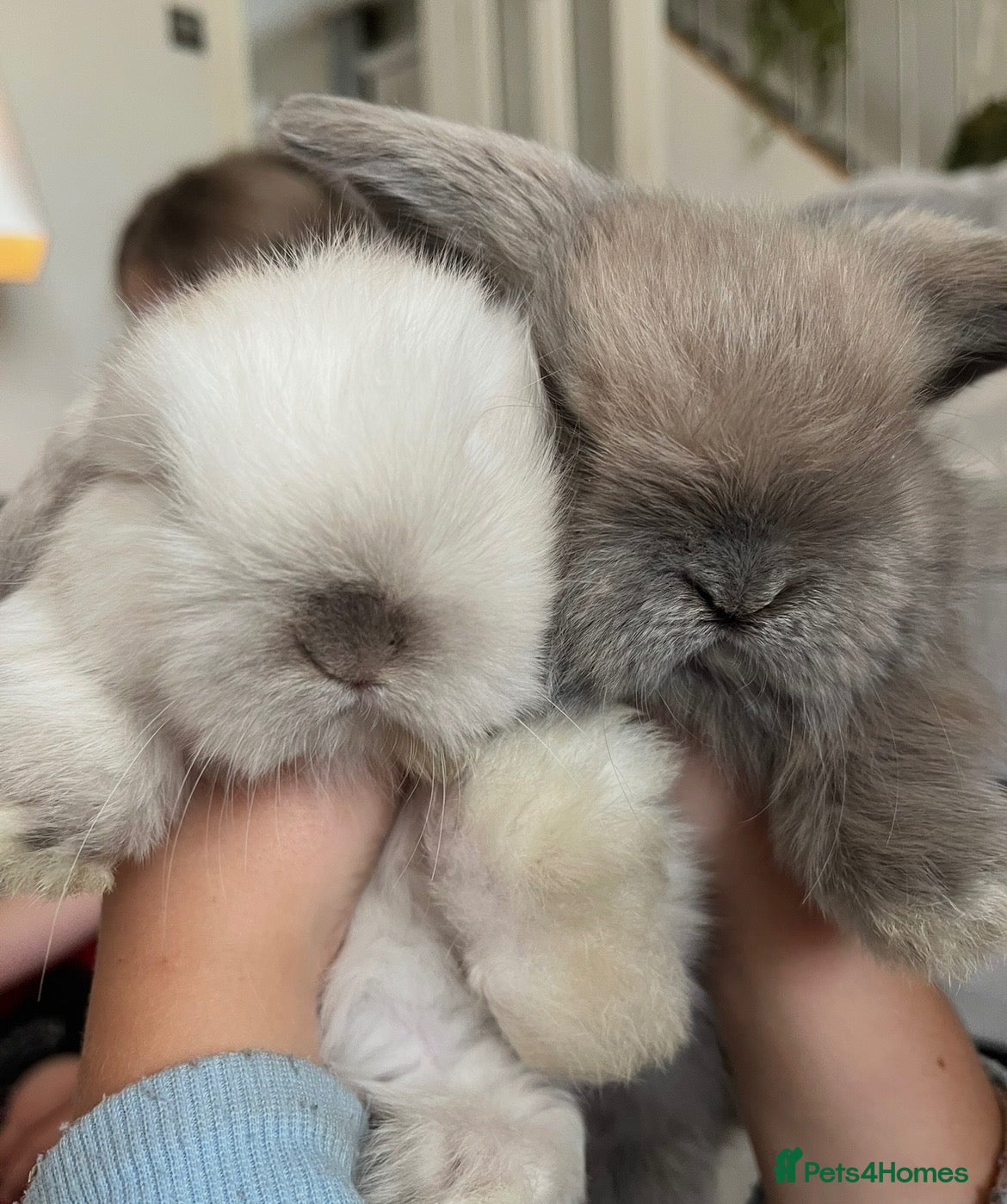 Mini Lop rabbits 🐰 Two Beautiful Female Lop Bunnies 🐰 - Advert 11