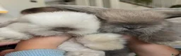Mini Lop rabbits for sale: 🐰 Two Beautiful Female Lop Bunnies 🐰 - Advert 1