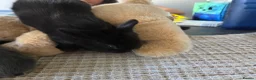Mini Lion Lop rabbits for sale: Cutest bunnys  in Gillingham - Advert 7