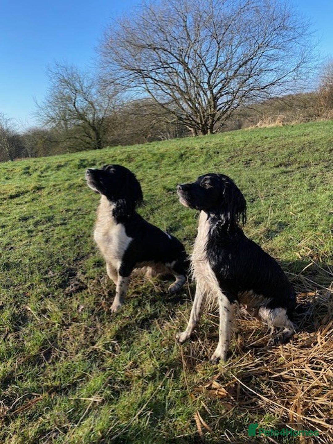 English Springer Spaniel dogs for sale: Heavily Marked Litter, KC, Health Checked Parents. - Image 8