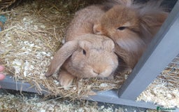 Mini Lion Lop rabbits for sale: Mini Lion Lop Does for sale! Ready to go. - Image 2
