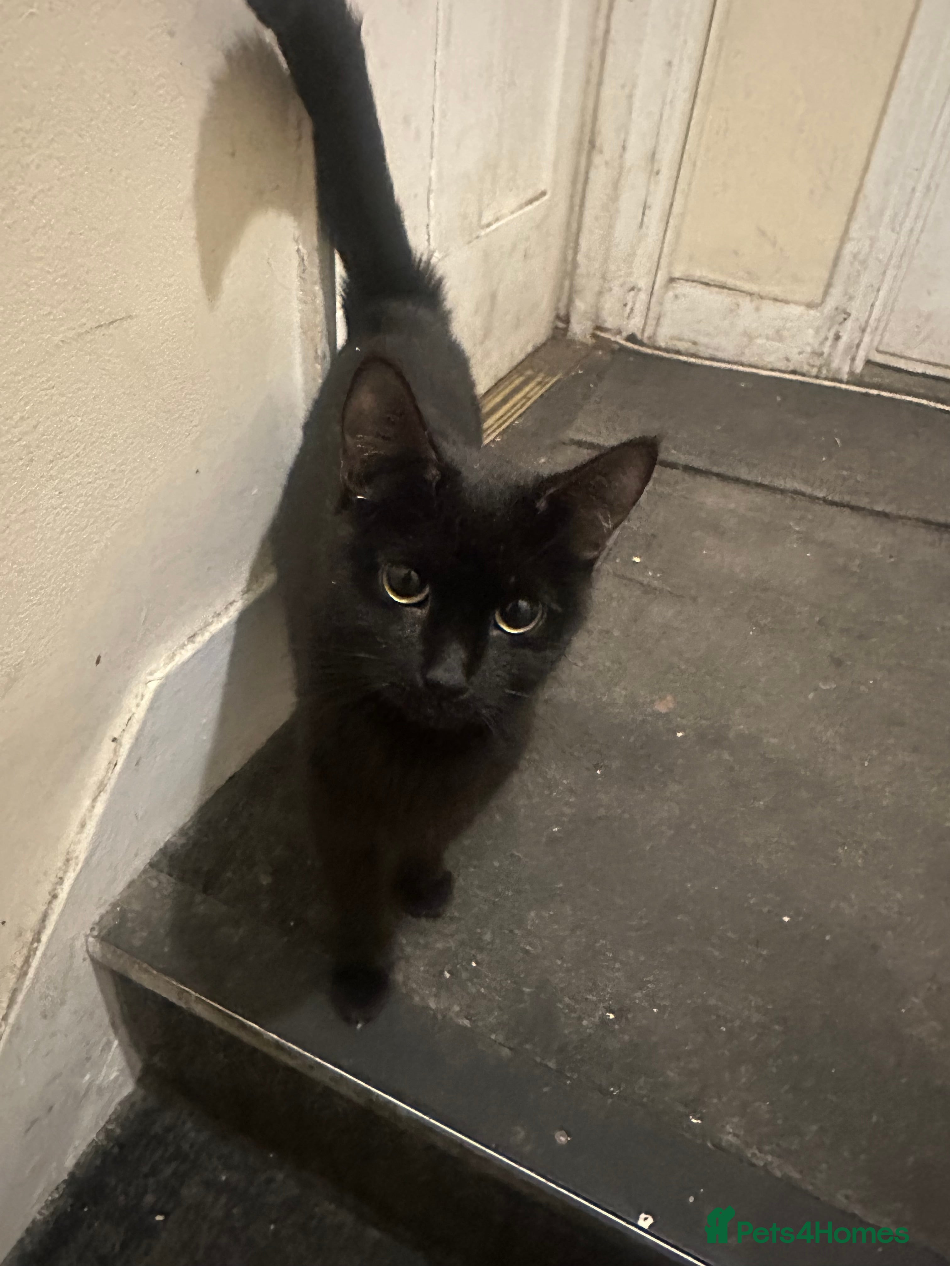 Domestic Shorthair cats BLACK AND WHITE KITTENS - Advert 2