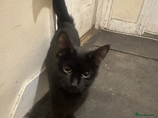 Domestic Shorthair cats BLACK AND WHITE KITTENS - Advert 4