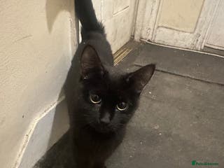 Domestic Shorthair cats BLACK AND WHITE KITTENS - Advert 5