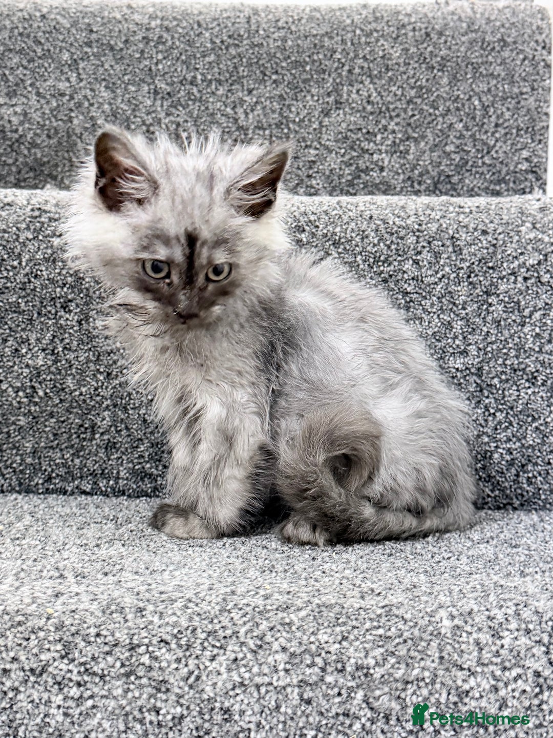 Maine Coon cats for sale: Maine coon kittens  - Advert 10