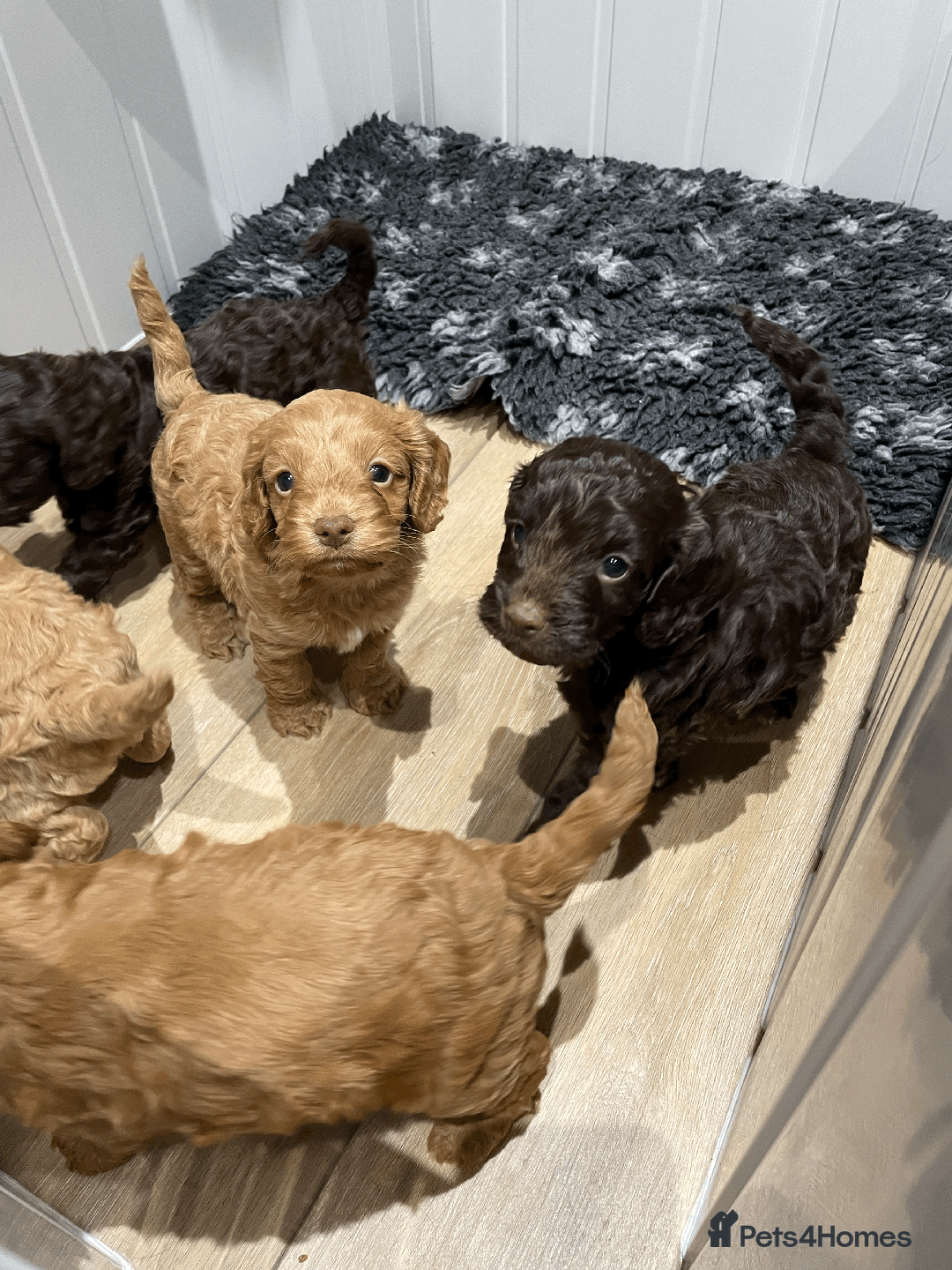 Cockapoo dogs for sale: Fluffy Thick coated F1 Cockapoos/DNA Health tested - Image 13