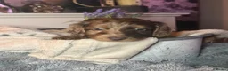 Cockapoo dogs for sale: F2 cockapoo family raised, Just Bertie Available  - Advert 9