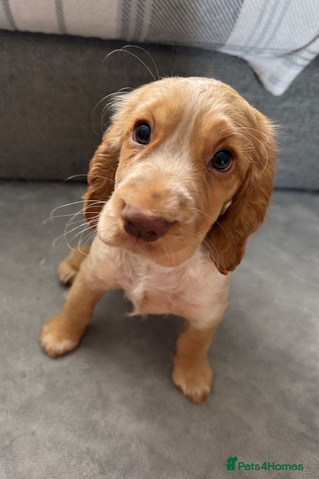 Cocker Spaniel dogs ONE GIRL LEFT 🩷 Cocker Spaniel Puppies - Advert 5