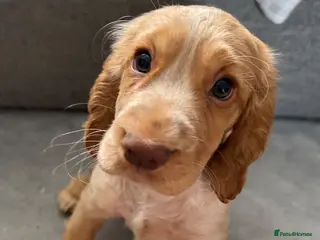 Cocker Spaniel dogs ONE GIRL LEFT 🩷 Cocker Spaniel Puppies - Advert 5