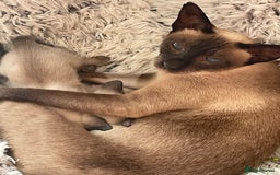 Siamese cats for sale: Seal Point Siamese Kittens  - Image 8