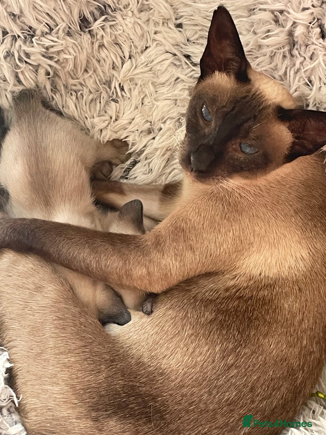 Siamese cats for sale: Seal Point Siamese Kittens  - Image 8
