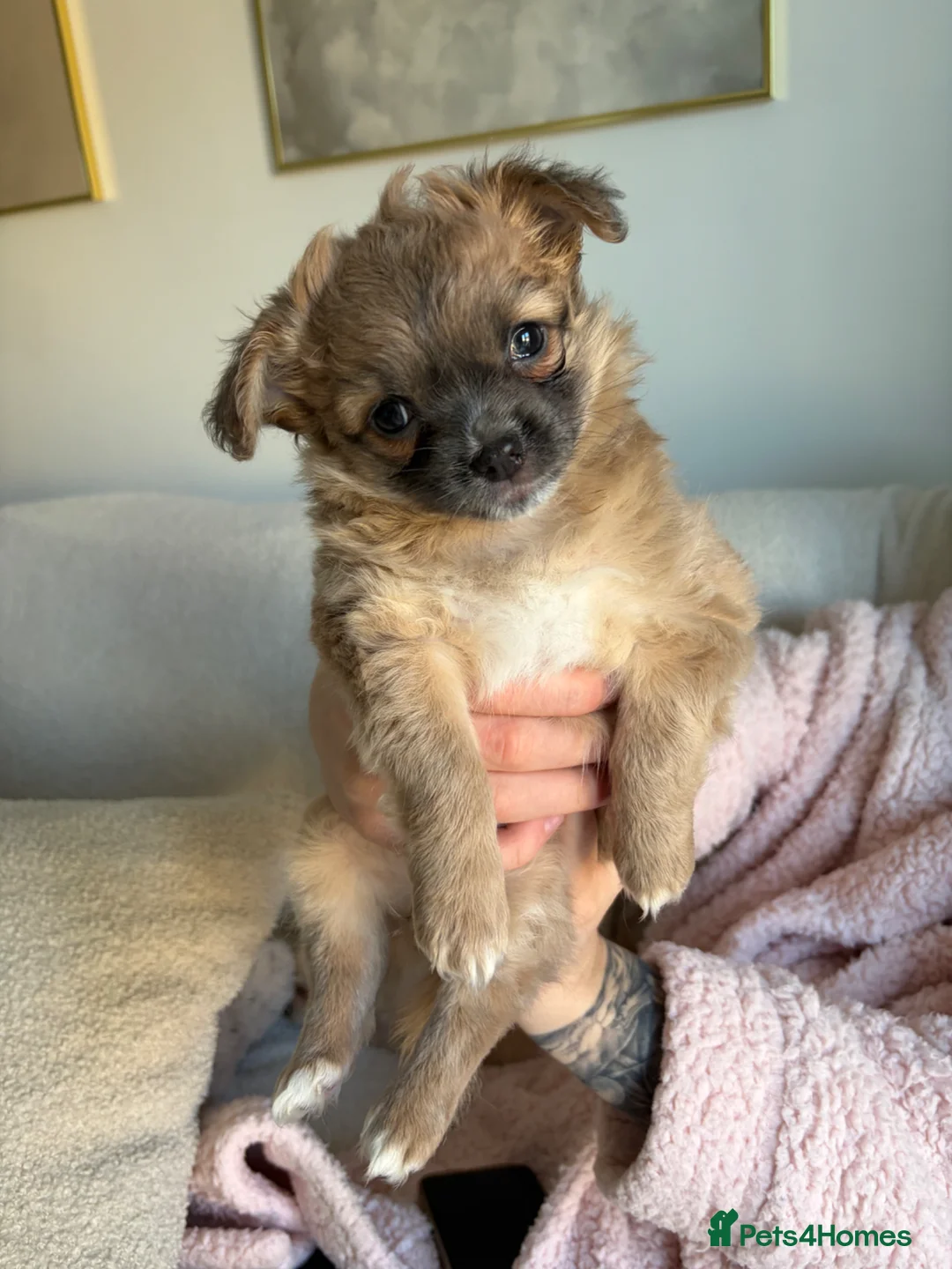 Chihuahua dogs for sale: *Ready to leave* Long hair chihuahua puppies - Advert 2