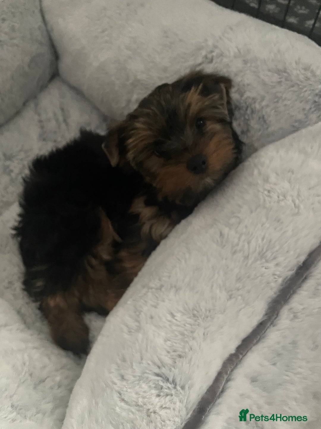 Yorkshire Terrier dogs for sale: Mini Yorkshire terrier puppies  - Image 5