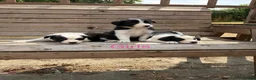 Border Collie dogs for sale: Border collie puppies for sale  in Montgomery - Advert 5