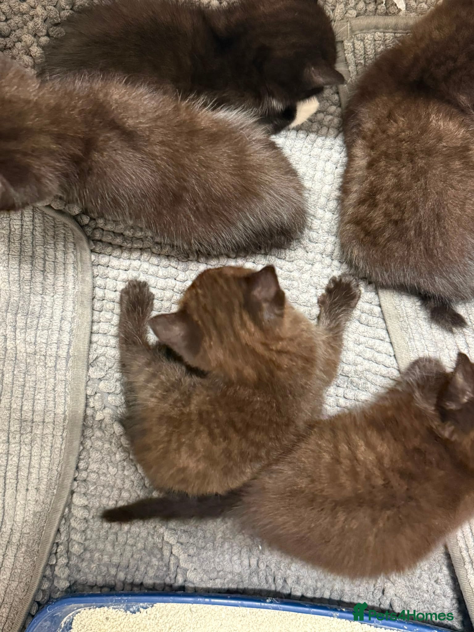 British Shorthair cats 1 FEMALE MIXED BRITISH SHORT HAIR  - Advert 2