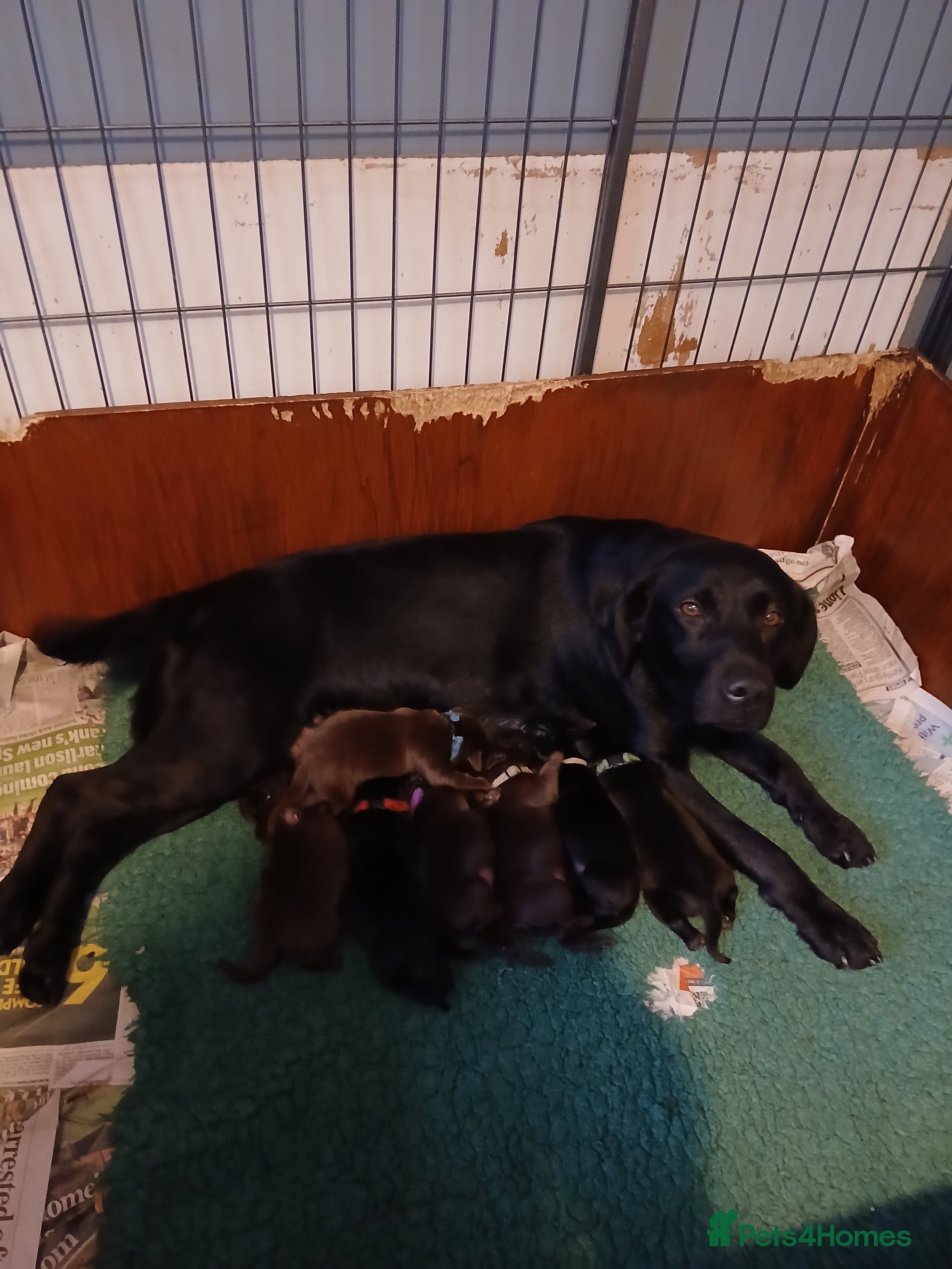 Labrador Retriever dogs Black Labrador puppies  - Advert 14