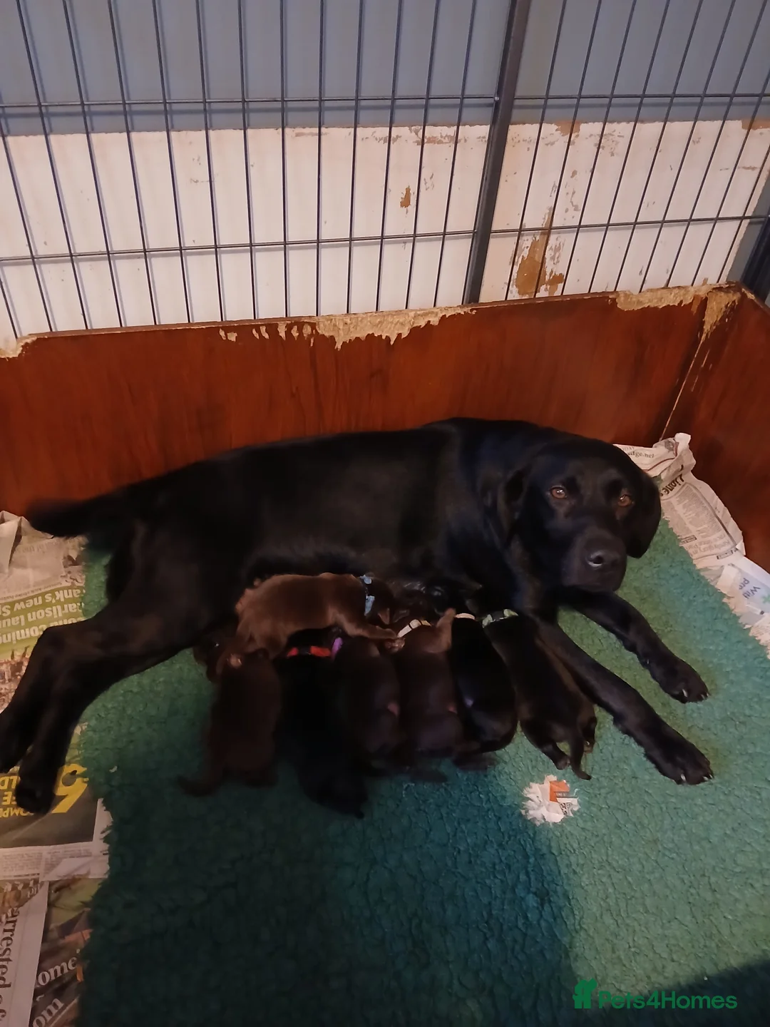 Labrador Retriever dogs for sale: Black Labrador puppies  - Advert 1