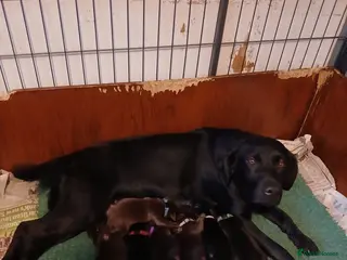 Labrador Retriever dogs Black Labrador puppies - Advert 14