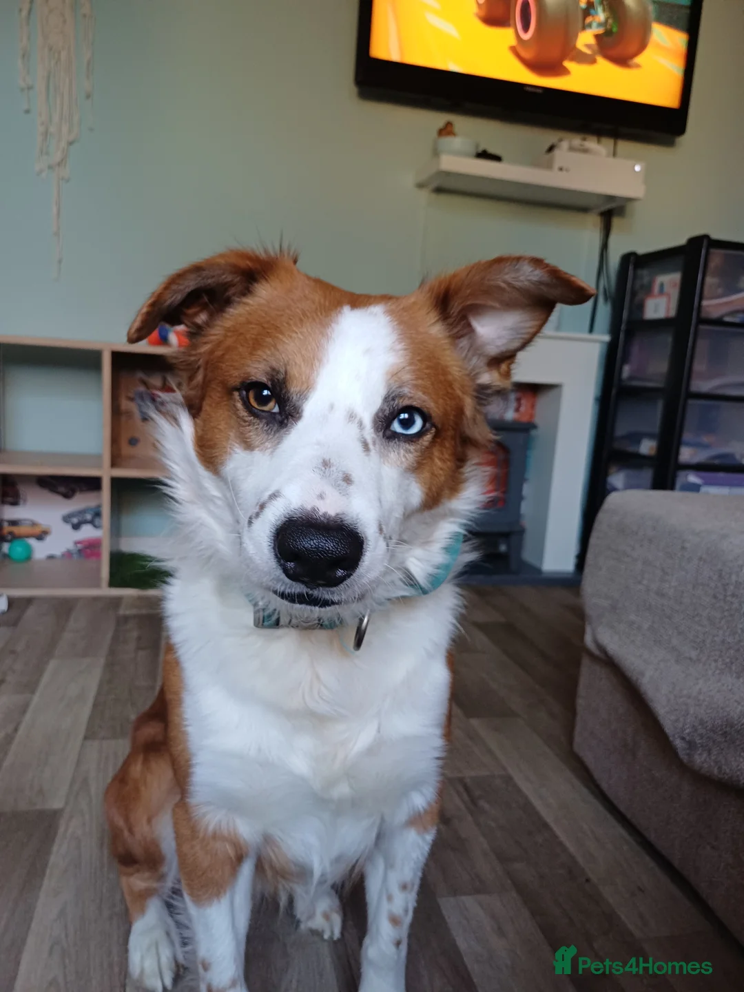 Mixed Breed dogs for sale: Almost 3 year old intact male dog - Advert 2