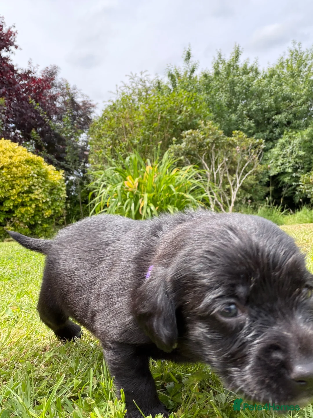 Cockerdor dogs for sale: 10 beautiful LabXcocker pups in Shrewsbury - Advert 16