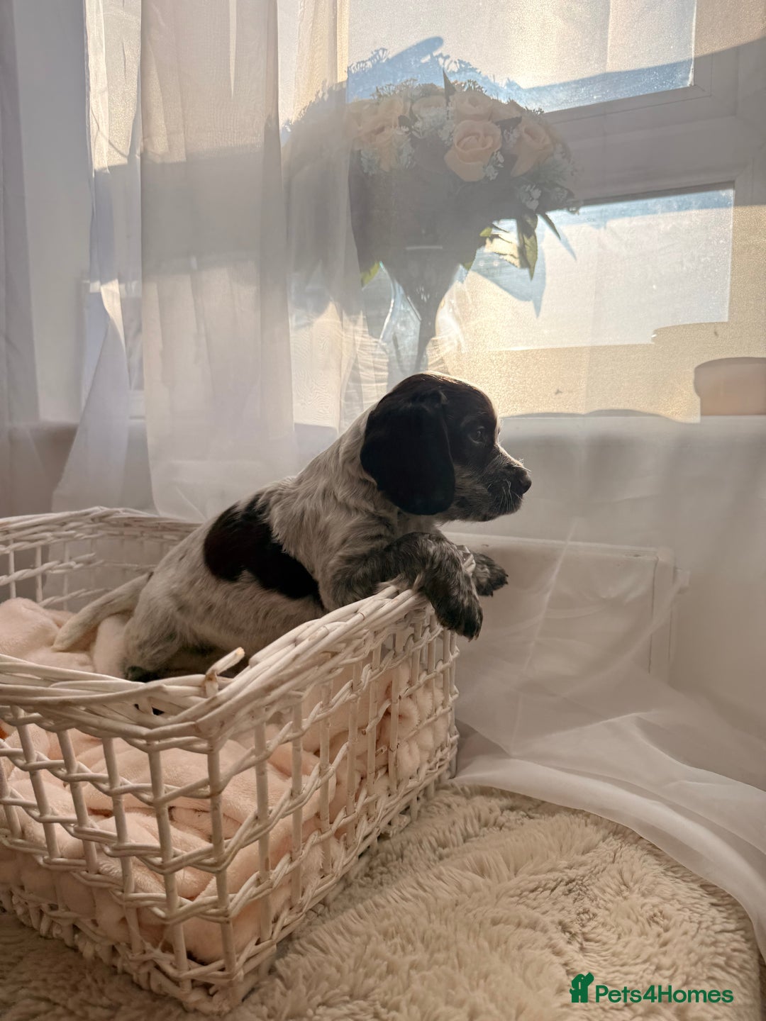 Cocker Spaniel dogs for sale: working cocker puppies  - Advert 7