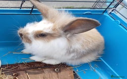 Mini Lion Lop rabbits for sale: Male mini lion lop - Image 1