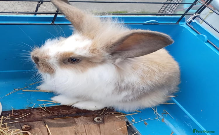 Mini Lion Lop rabbits - Advert 7