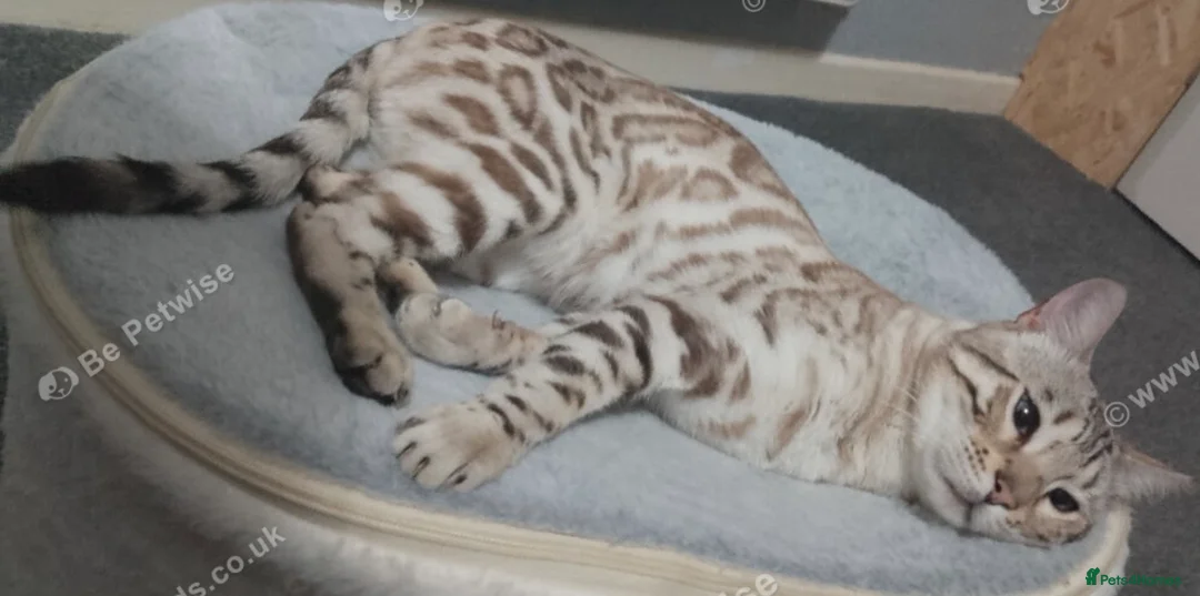 Bengal cats for sale: Stunning snow bengal boy  - Advert 5