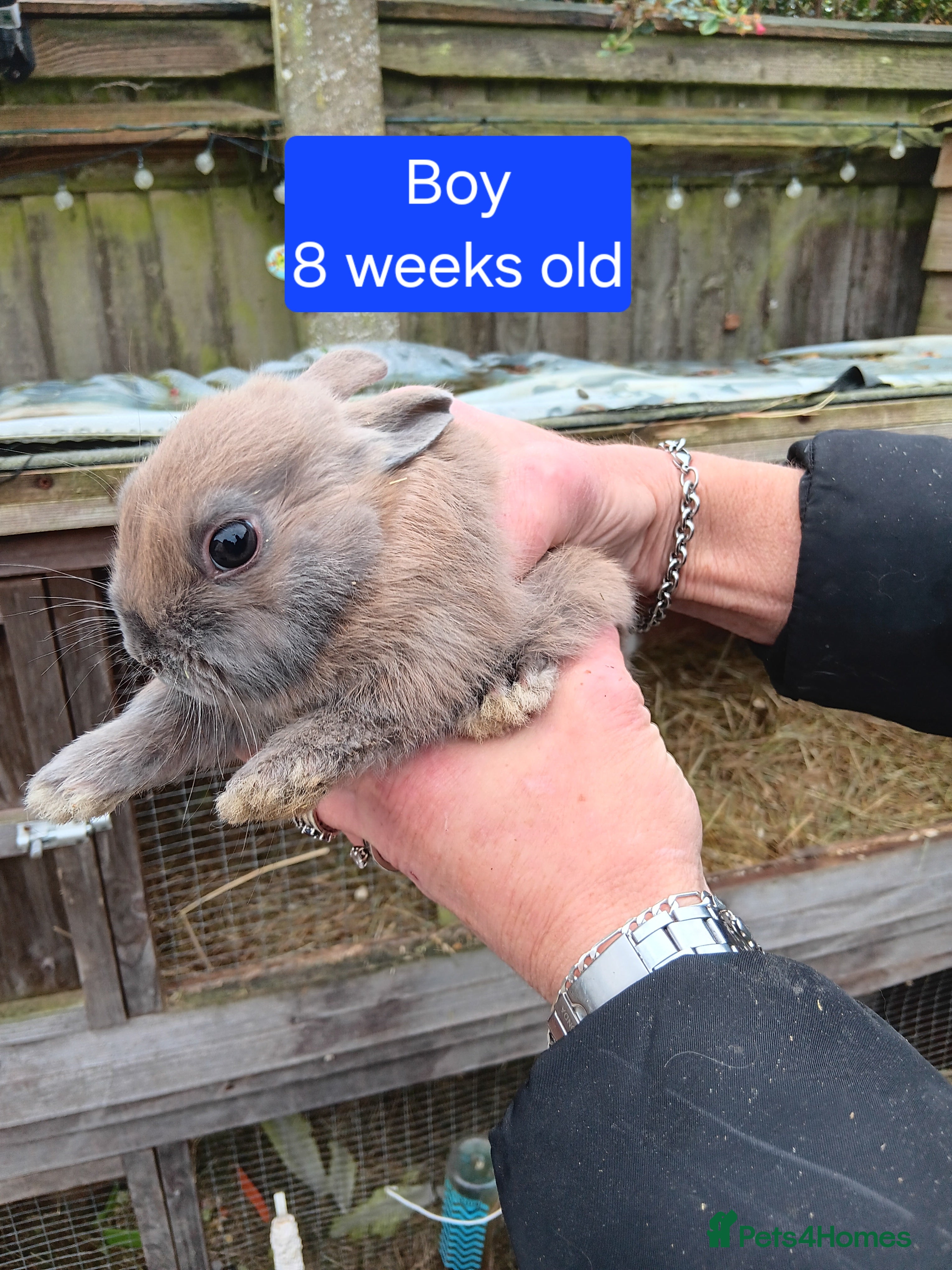 Netherland Dwarf rabbits Netherlands dwarf rabbits  - Advert 18