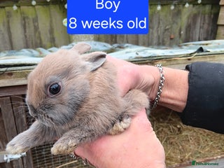 Netherland Dwarf rabbits Netherlands dwarf rabbits - Advert 15