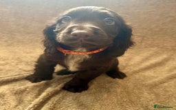 Sprocker dogs for sale: Stunning Sprocker Spaniel puppies  - Image 12