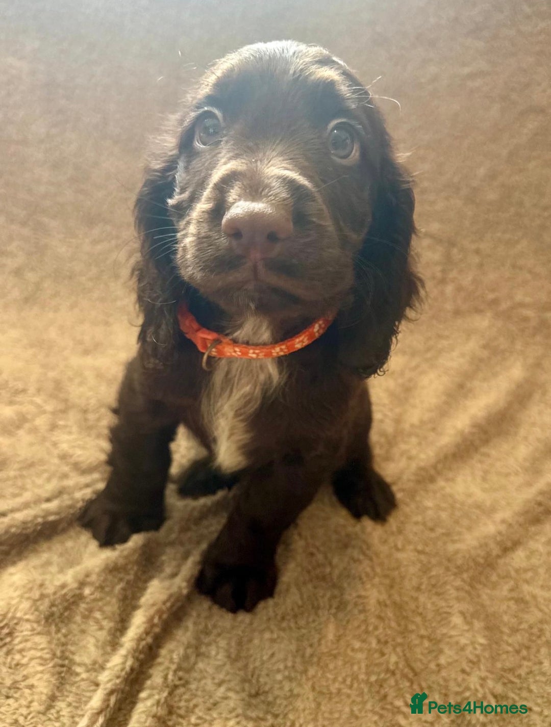 Sprocker dogs for sale: Stunning Sprocker Spaniel puppies  - Image 12