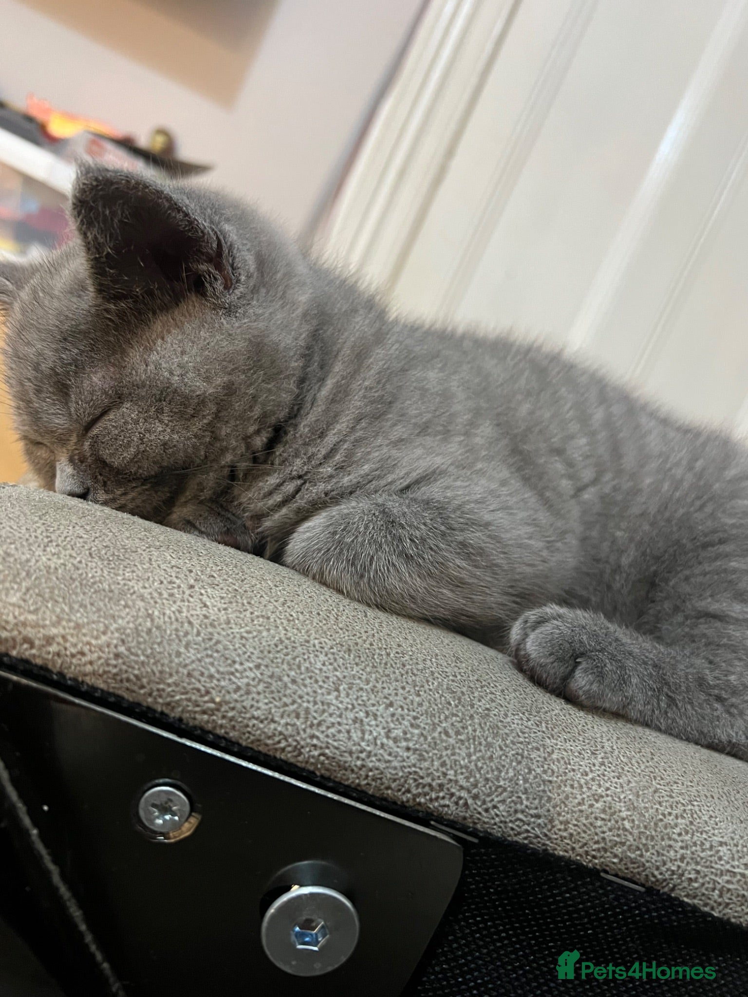 British Shorthair cats British shorthair blue male - Advert 10